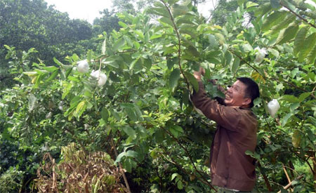 Bọc quả bằng lưới xốp và túi ni-lông giúp ổi có trọng lượng, mẫu mã, chất lượng tốt hơn.